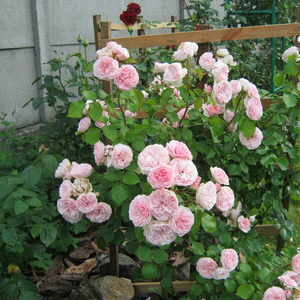 Кремовая с розовой каймой - Роза флорибунда 